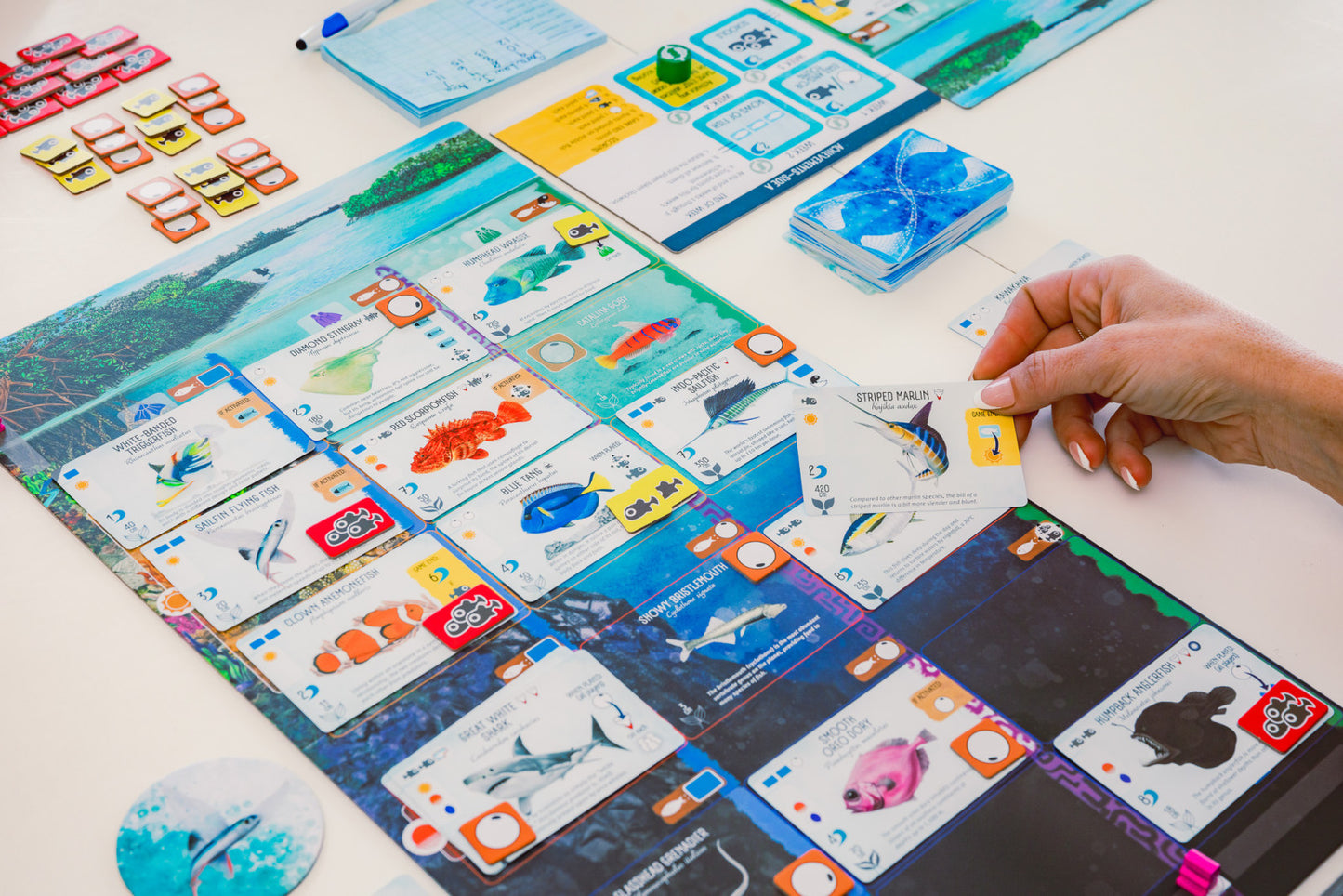 Finspan – Board Game – HobbiXchange Christchurch NZ