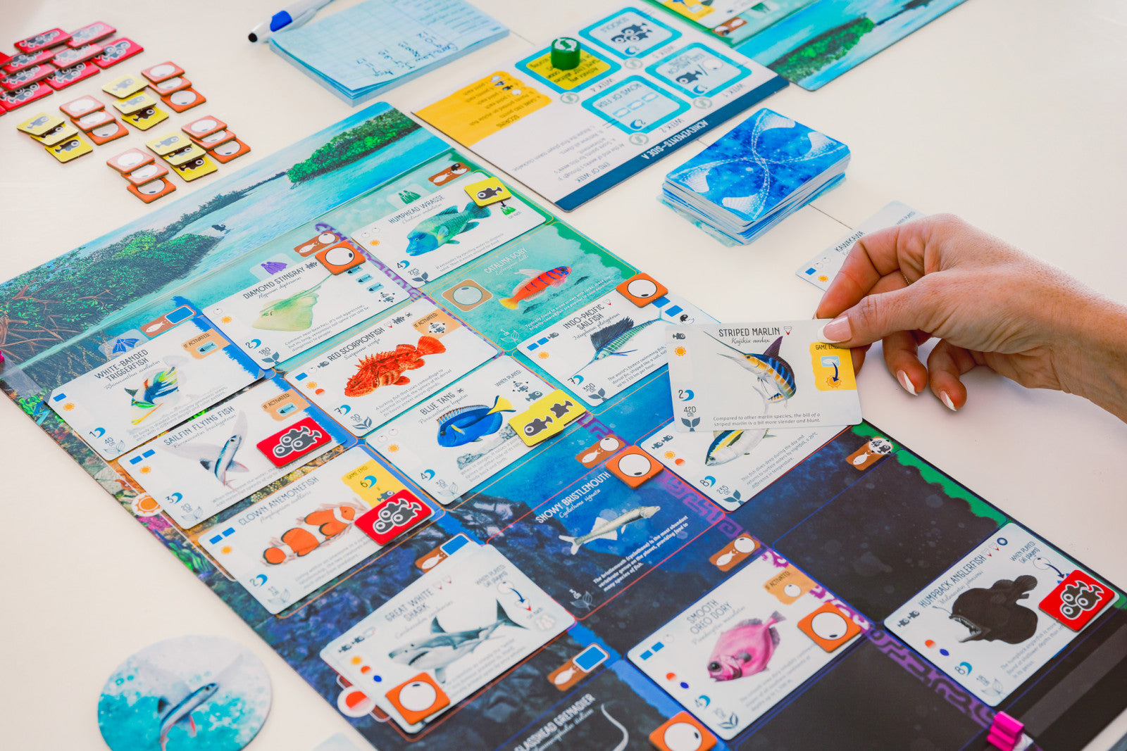 Finspan – Board Game – HobbiXchange Christchurch NZ