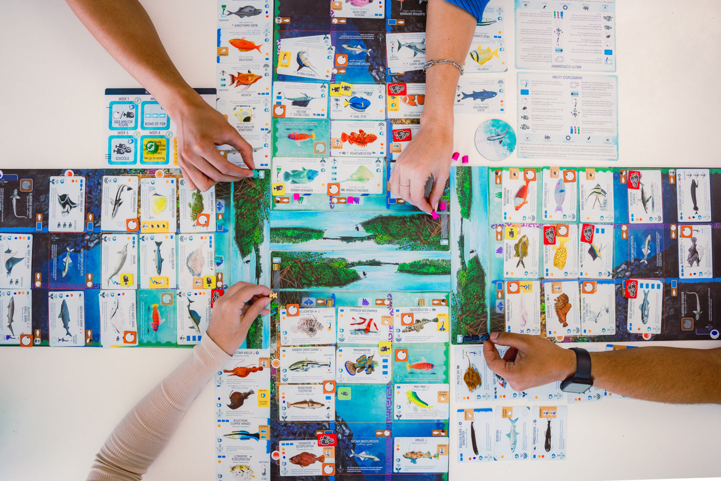 Finspan – Board Game – HobbiXchange Christchurch NZ