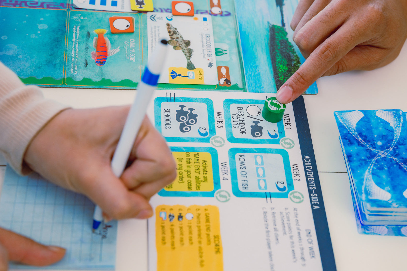 Finspan – Board Game – HobbiXchange Christchurch NZ