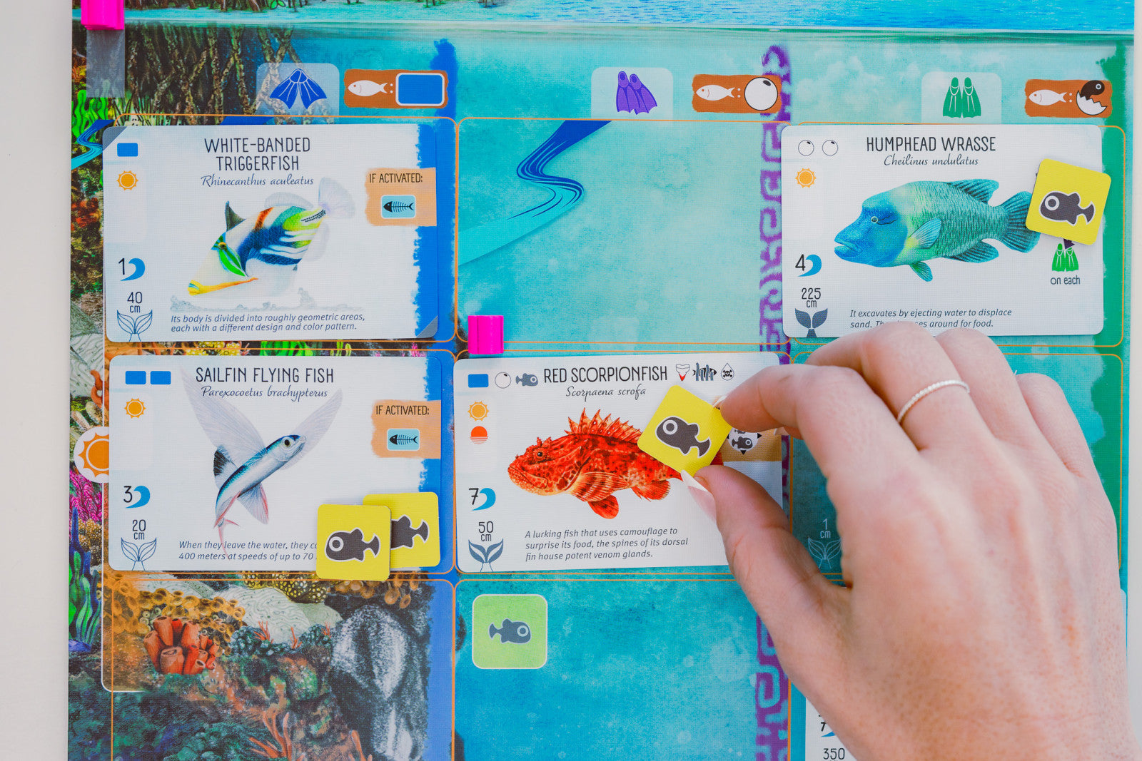 Finspan – Board Game – HobbiXchange Christchurch NZ